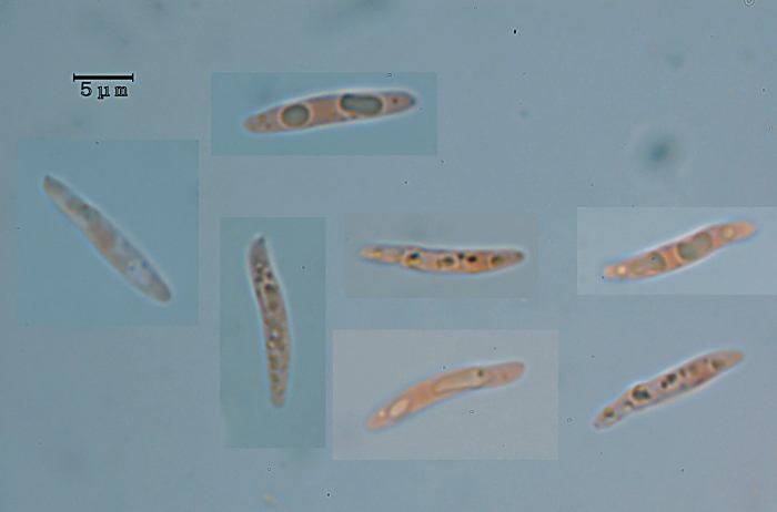 Crostina biancastra - foto7460 (Subulicystidium longisporum)